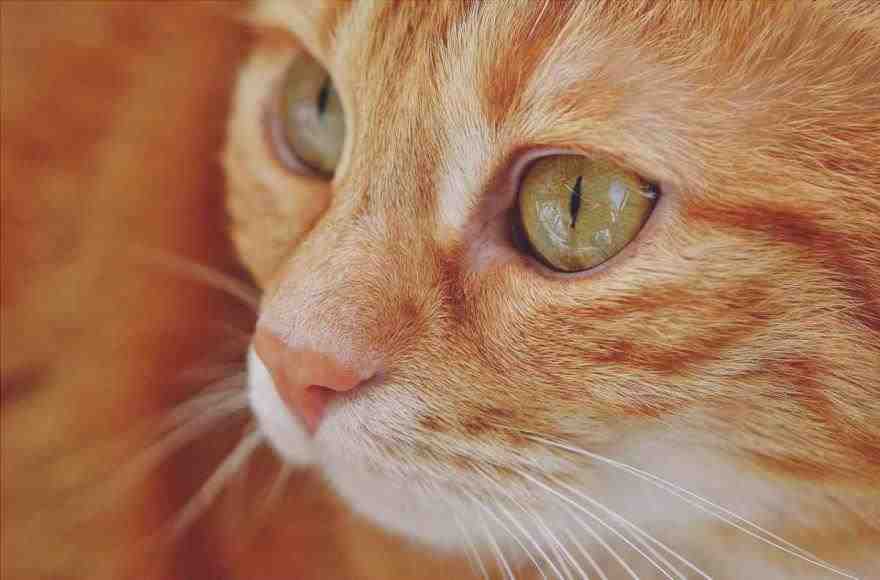 Ojo seco en el gato: síntomas, causas y remedios (foto Pixabay)