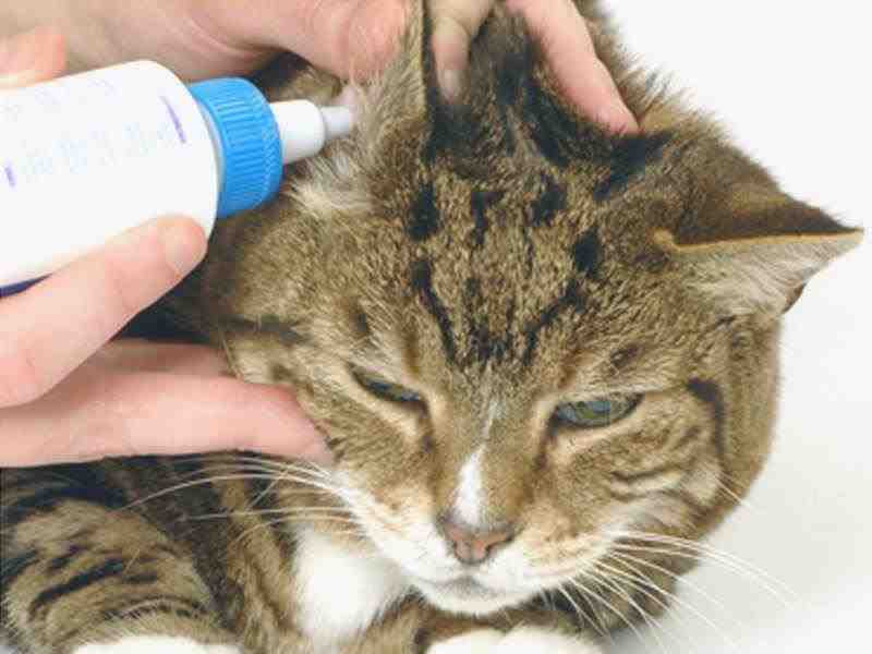 limpieza de orejas de gato