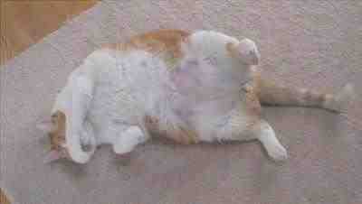 gato de vientre suave