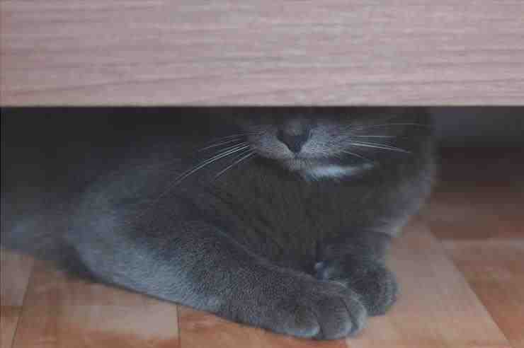 Porque el gato se esconde debajo de la cama