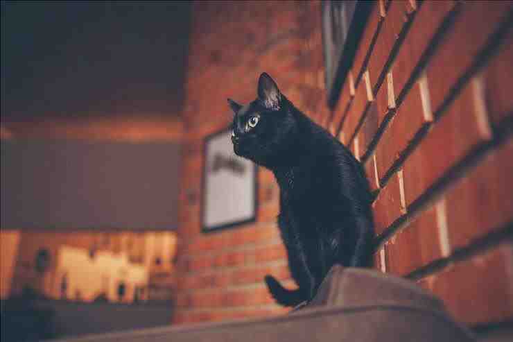 Los gatos negros más comunes