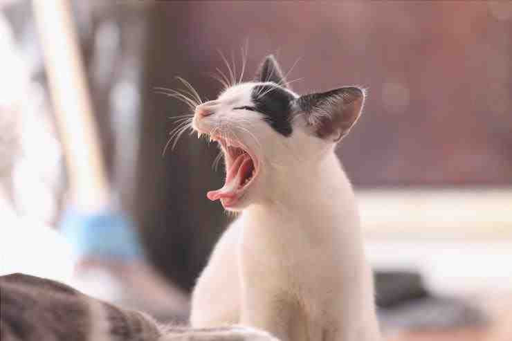 Problemas dentales en gatos