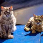 Los gatos callejeros pueden ser alimentados? Lo que dice la ley