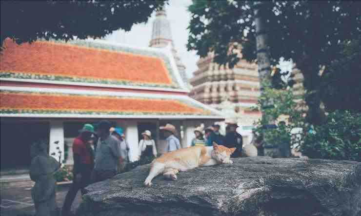 gato frente a un templo