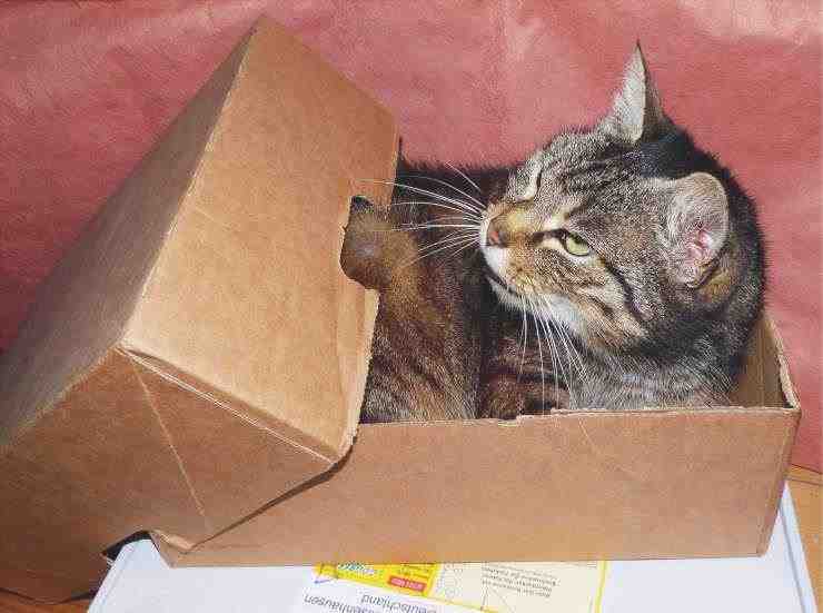 caja de gato