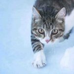 Cómo proteger las piernas del gato en invierno: consejos útiles