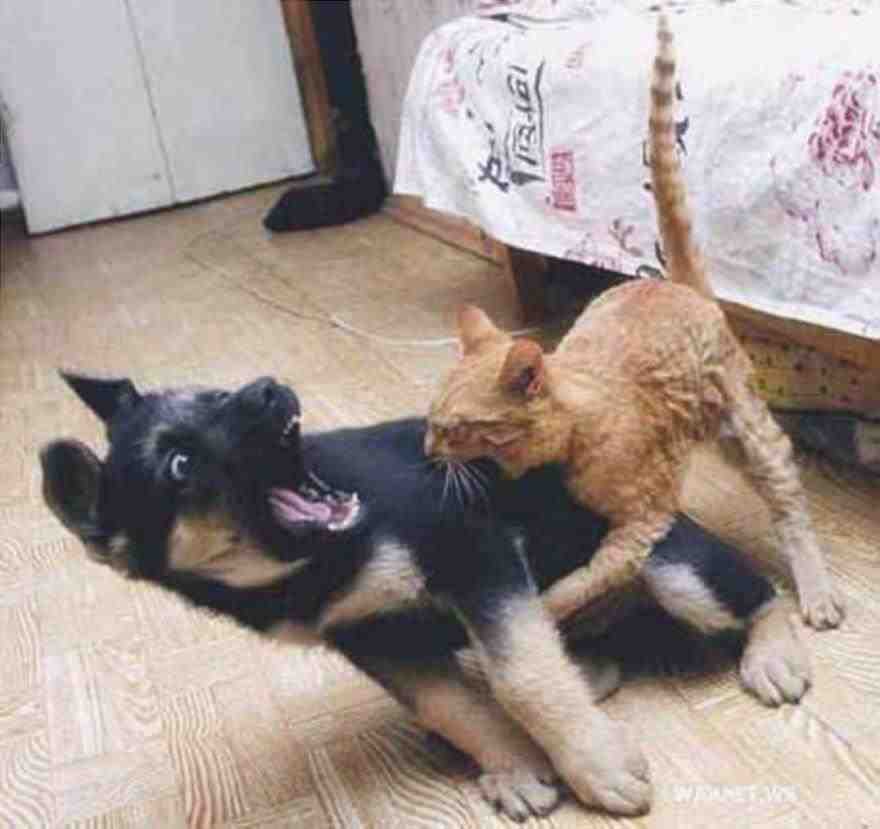 agresión de gatos