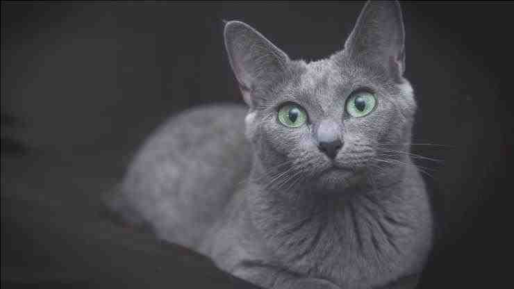razas de gatos con ojos verdes
