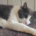 Quemaduras y quemaduras en gatos: reconocerlos, prevenirlos y curarlos