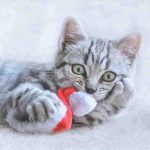 Recetas navideñas 2019 para gatos: tres deliciosas soluciones