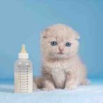 Recetas para gatitos a base de leche y derivados: fórmulas nutritivas