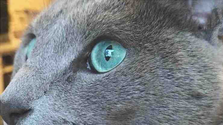 el gato azul de Rusia se reproduce silenciosamente poco