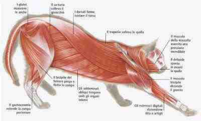 sistema muscular cat