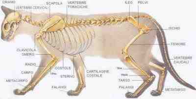 sistema de huesos de gato