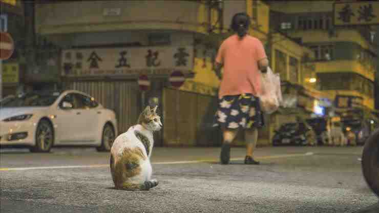 gato en la calle