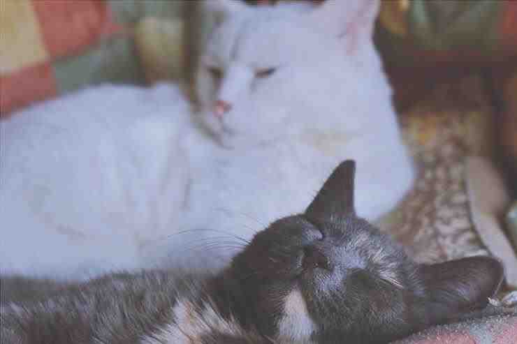 Enfermedad hepática en gatos y problemas de vesícula biliar: causas y remedios
