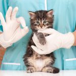 vaccinazione-gatti-compressed-1.jpg