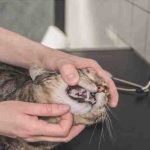 Úlceras bucales en gatos: causas, síntomas y remedios
