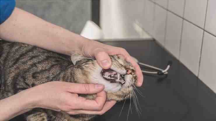 Úlceras bucales en gatos (Foto Adobe Stock)
