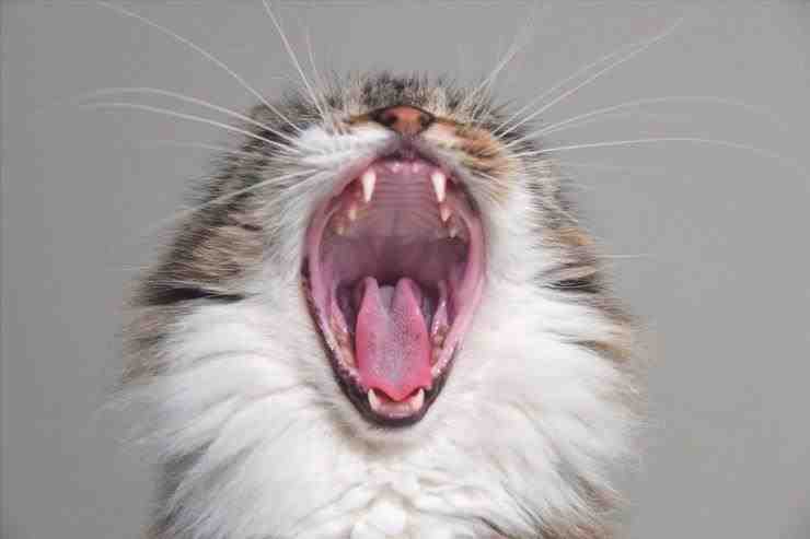 gato grita ira